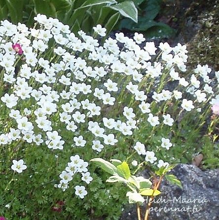 Patjarikko Saxifraga arendsii Schneeteppich