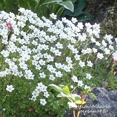 Patjarikko Saxifraga arendsii Schneeteppich
