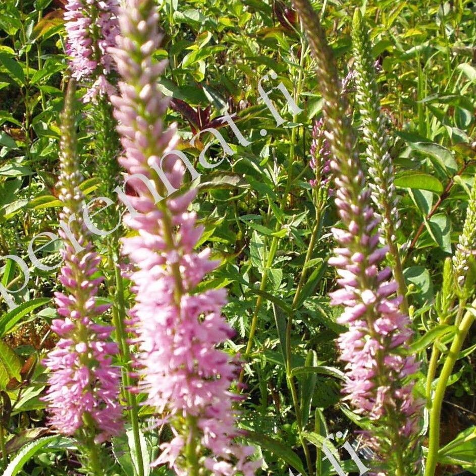 Rantatädyke Veronica longifolia Pink Shades