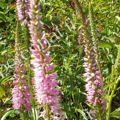 Rantatädyke Veronica longifolia Pink Shades