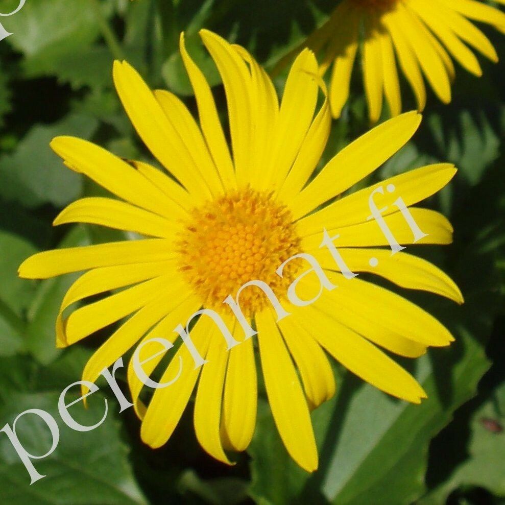 Kevätvuohenjuuri - Doronicum orientale Magnificum