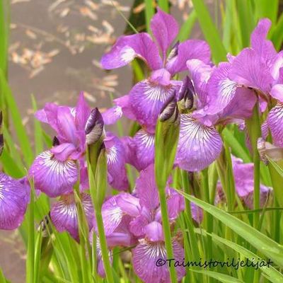 Loistokurjenmiekka  Iris Sibirica-ryhmä Sparkling Rose