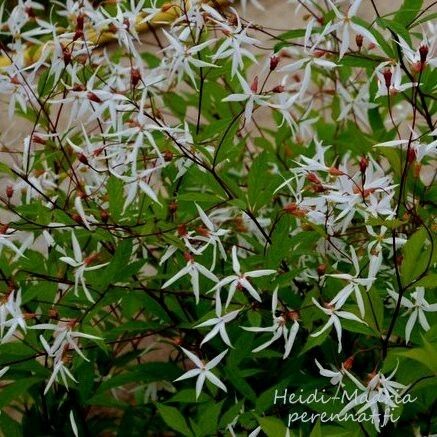 Perhoangervo Gillenia trifoliata