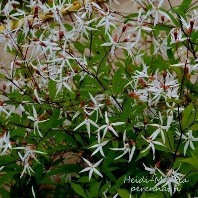 Perhoangervo Gillenia trifoliata