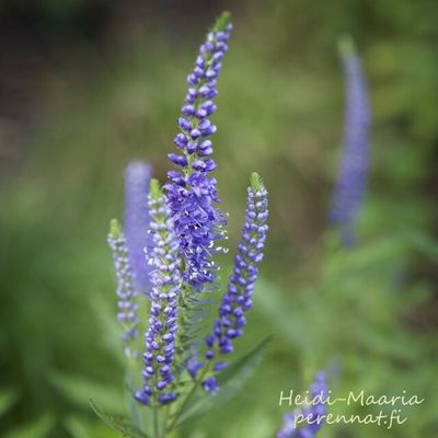 RantatädykeVeronica longifolia Blue Shades