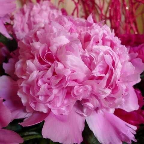 Kiinanpioni Paeonia &#39;Mons. Jules Elie&#39;