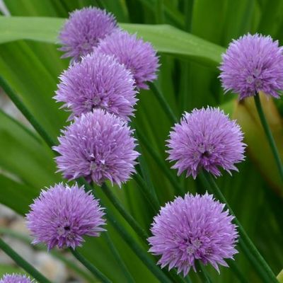 Ruohosipuli - Allium schoenoprasum