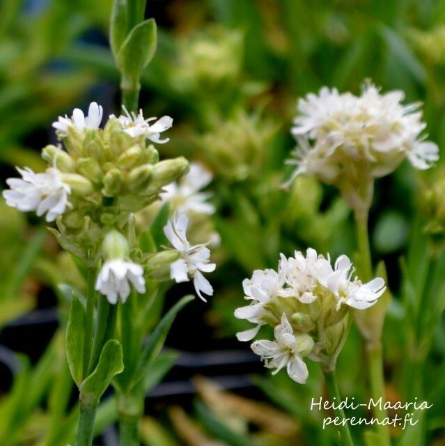 Pikkutervakko Lychnis alpina ’Snow Flurry’