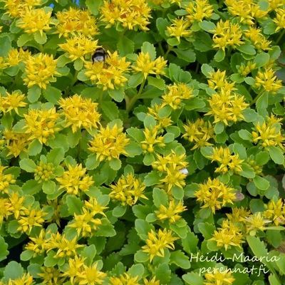 Kamtsatkanmaksaruoho - Sedum kamtschaticum