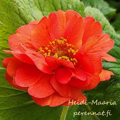 Punakellukka - Geum chiloense Blazing Sunset