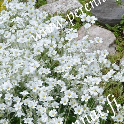 Hopeahärkki  Cerastium  tomentosum Silberteppich