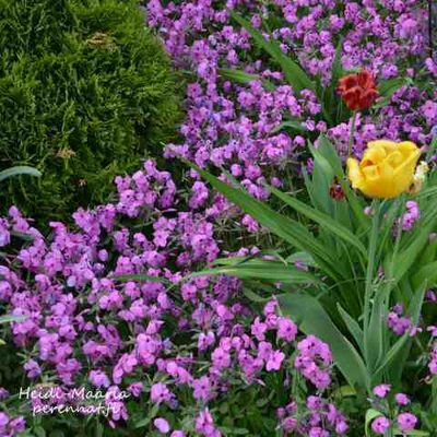 Rönsyleimu Phlox stolonifera Rosea