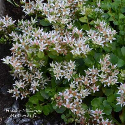 Kaukasianmaksaruoho Sedum spurium Summer Snow