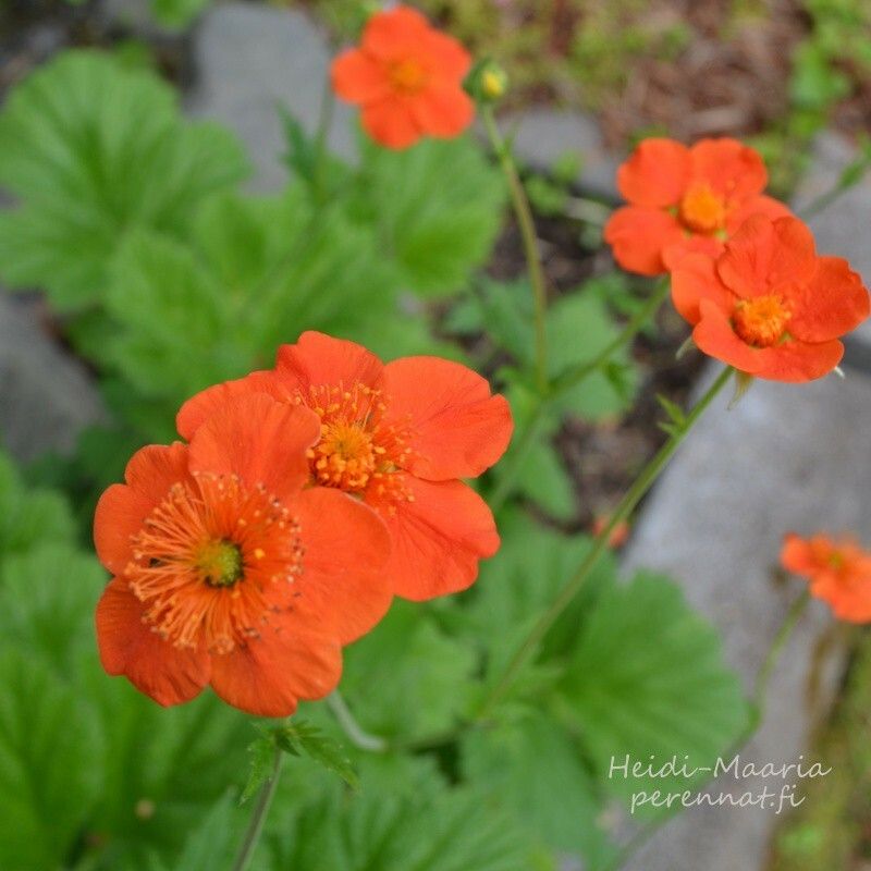 Tulikellukka - Geum cocc. Borisii-Strain