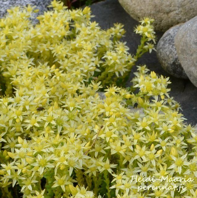 Keltamaksaruoho SEDUM acre ´Octoberfest´