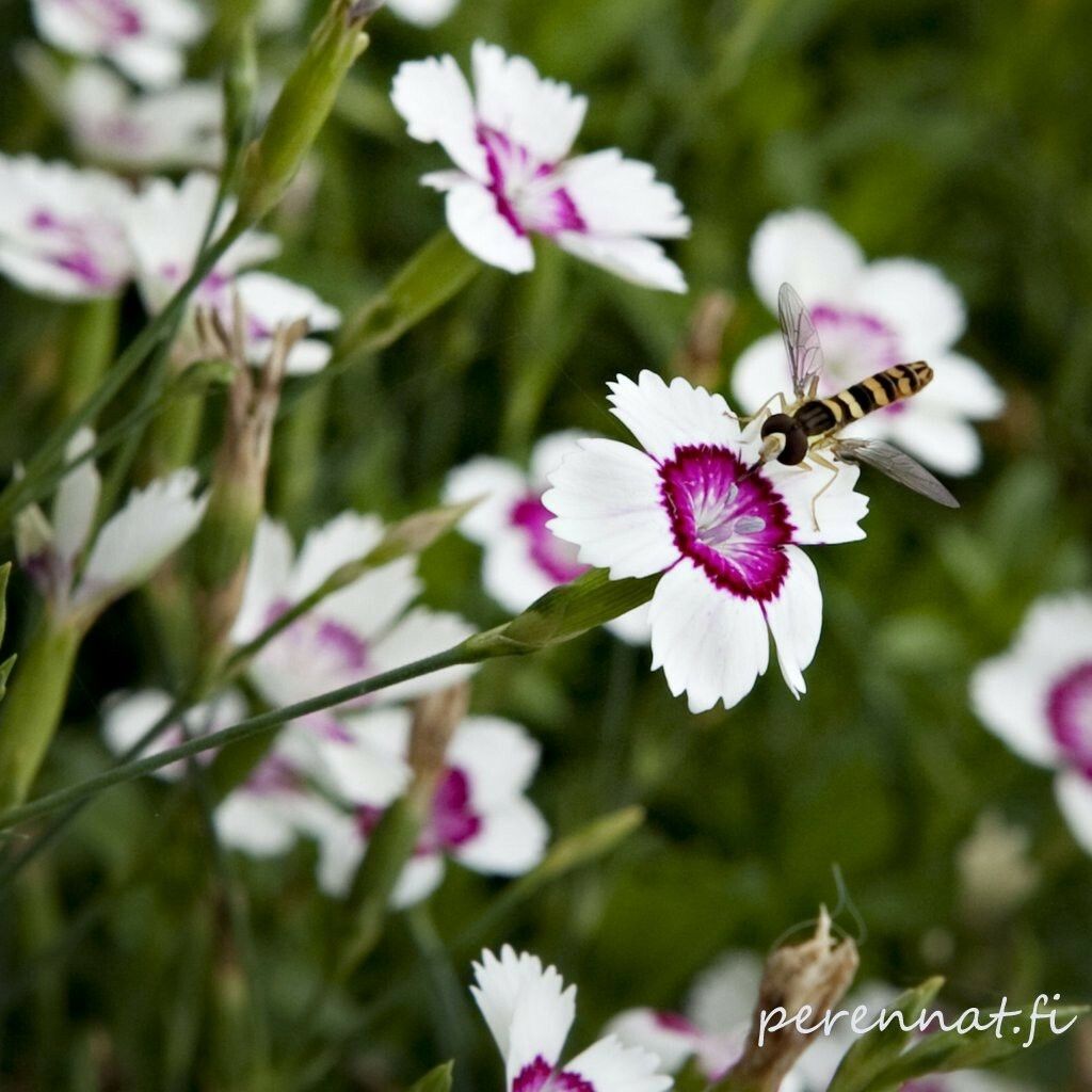 Ketoneilikka Dianthus  deltoides Artic Fire
