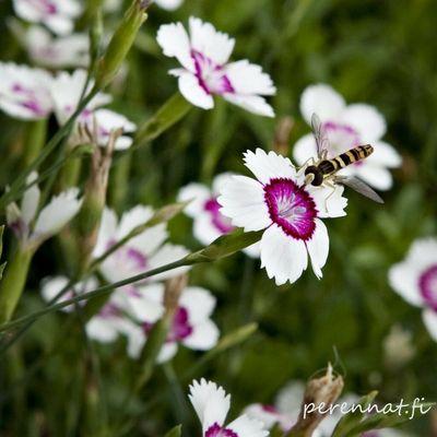 Ketoneilikka Dianthus  deltoides Artic Fire
