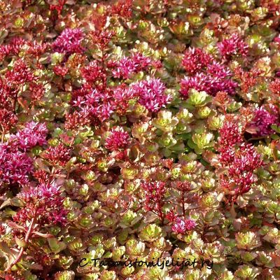 Kaukasianmaksaruoho Sedum spurium Coccineum