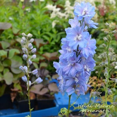 Jaloritarinkannus -  Delphinium pacific Magic  Sky Blue