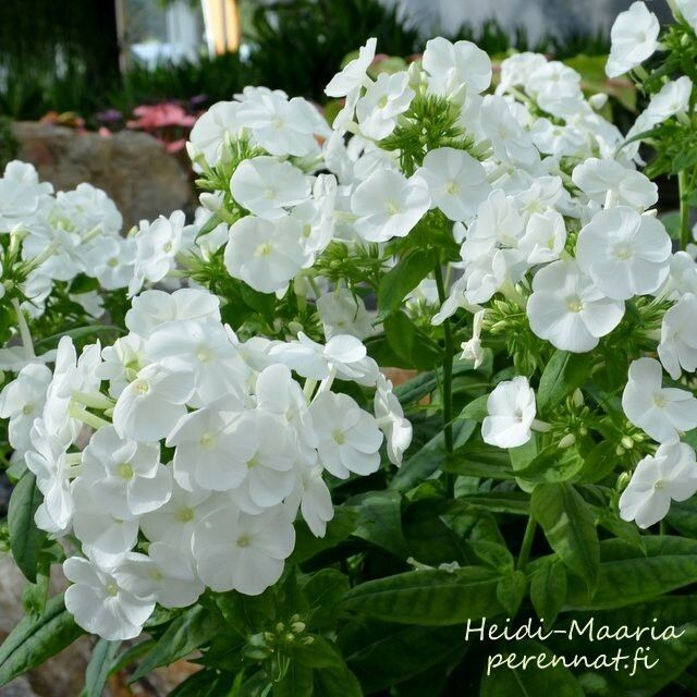 Syysleimu Phlox paniculata White Admiral