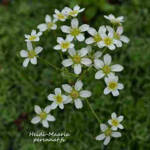 Hopearikko Saxifraga paniculata var. brevifolia
