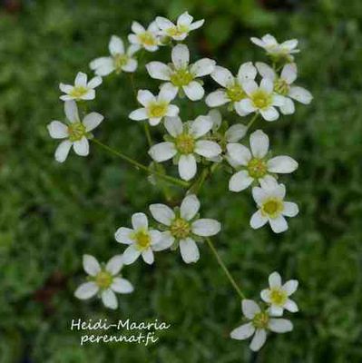 Hopearikko Saxifraga paniculata var. brevifolia