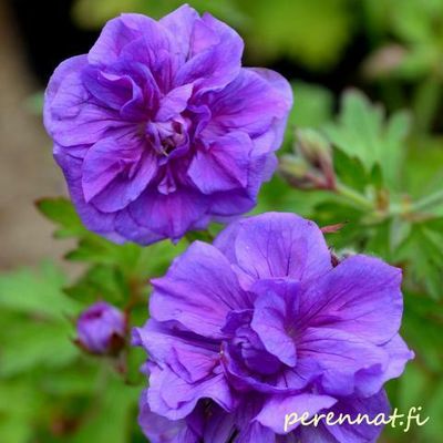 Himalajankurjenpolvi Geranium himalayense Plenium