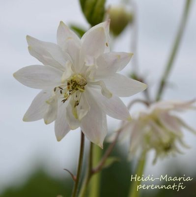 Jaloakileija  Aguilegia White Barlow