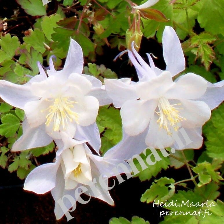 Jaloakileija Aquilegia Kristall