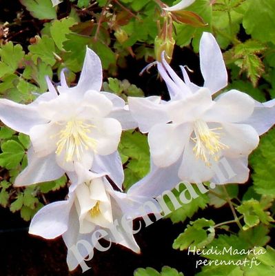 Jaloakileija Aquilegia Kristall