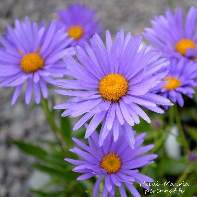 Alppiasteri Aster alpinus  ’Goliath’