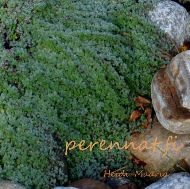 Harmaa-ajuruoho Thymus  praecox v. pseudolanuginosus