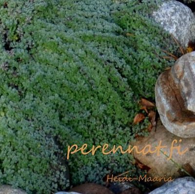 Harmaa-ajuruoho Thymus  praecox v. pseudolanuginosus