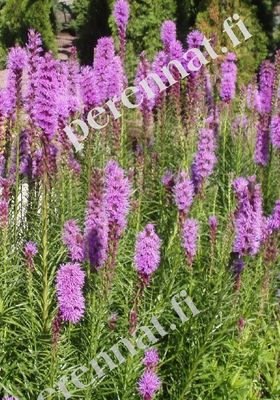 Punatähkä Liatris spicata Kobold