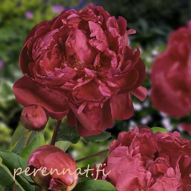 Kiinanpioni Paeonia Red Sarah Bernhardt