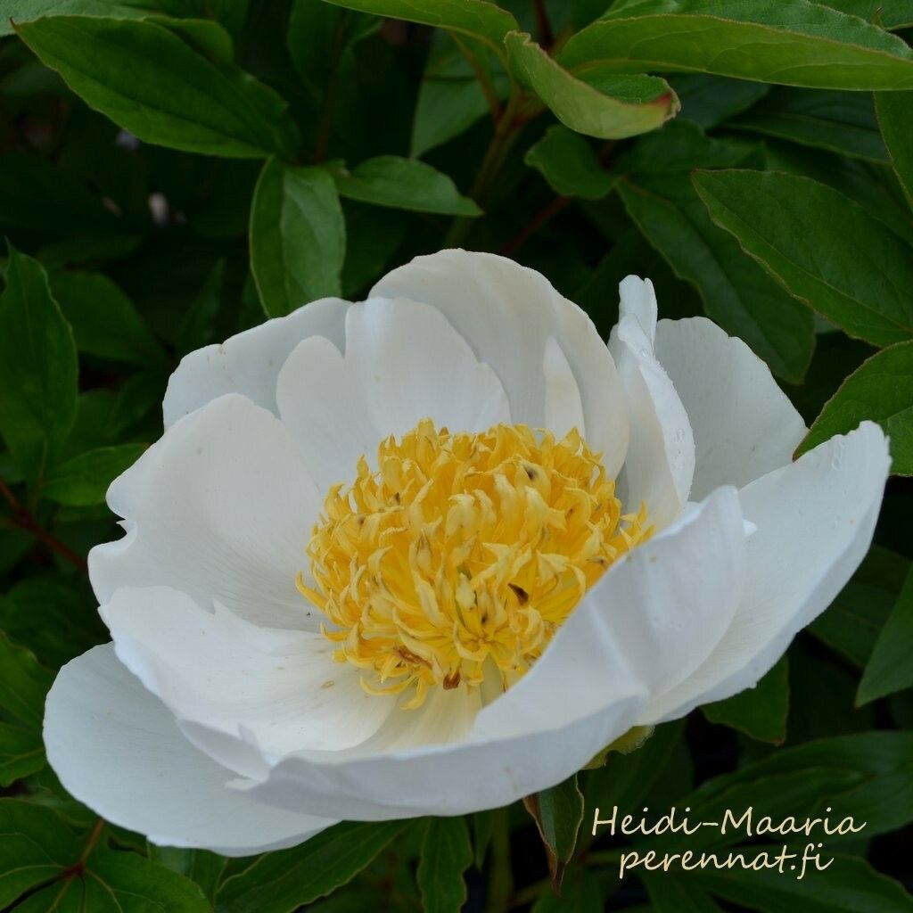 Kiinanpioni Paeonia Jan van Leeuwen