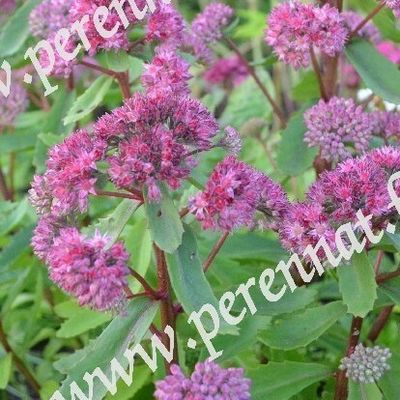 Isomaksaruoho SEDUM Emperor´s Waves