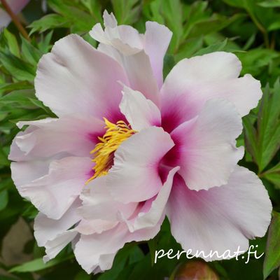 Pioni Itoh-pensaspioni -  Cora Louise - 2,8L ruukussa