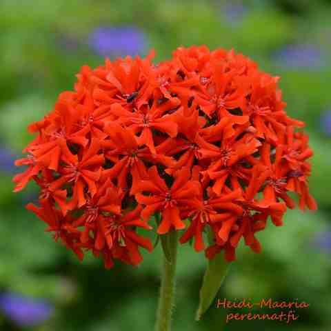 Palavarakkaus  Lychnis chalcedonica