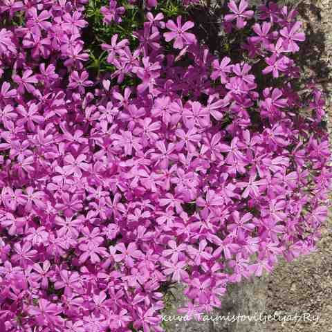 Sammalleimu  Phlox subulata Atropurpurea