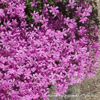 Sammalleimu  Phlox subulata Atropurpurea