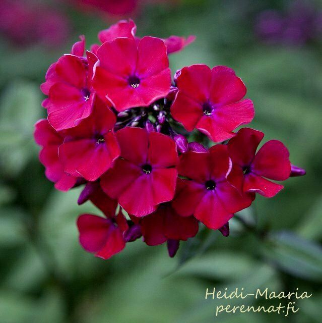 Syysleimu Phlox paniculata Red Riding Hood