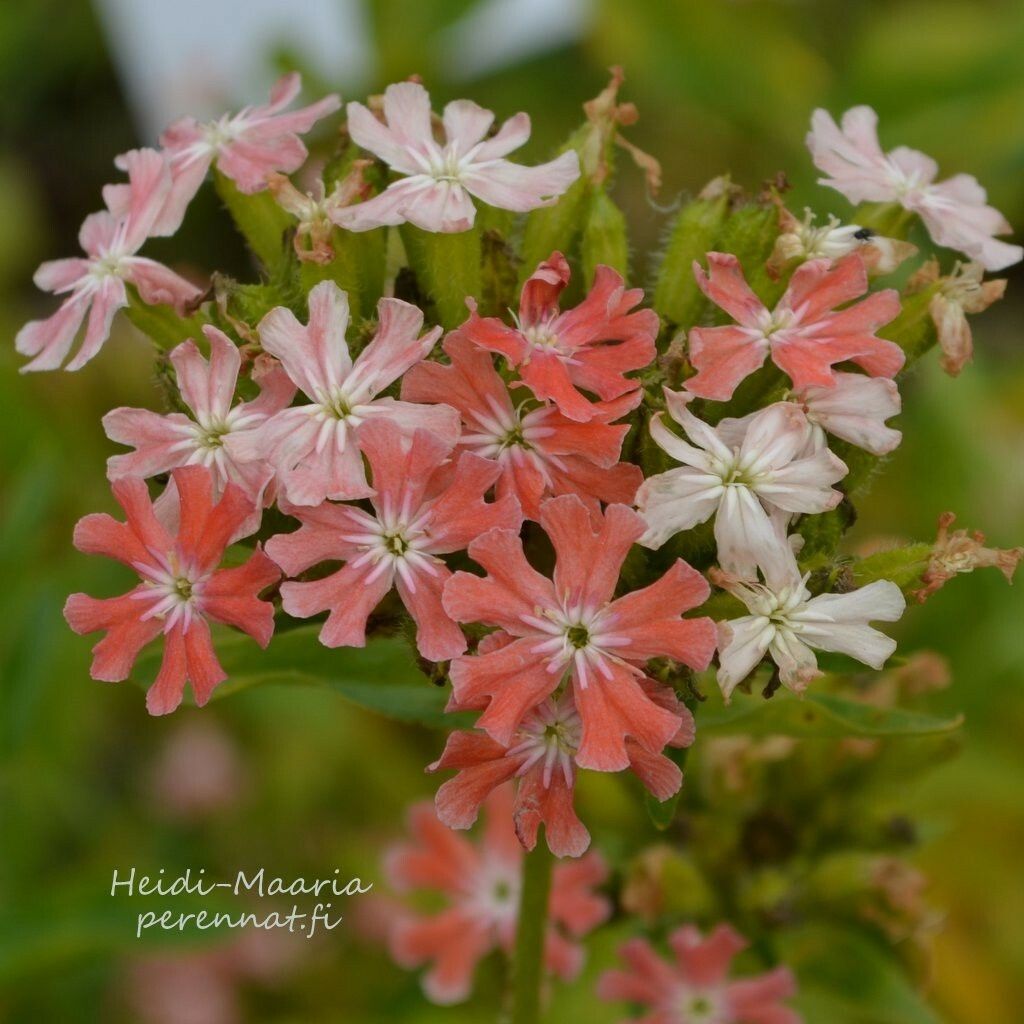 Palavarakkaus  Lychnis chalcedonica Carnea