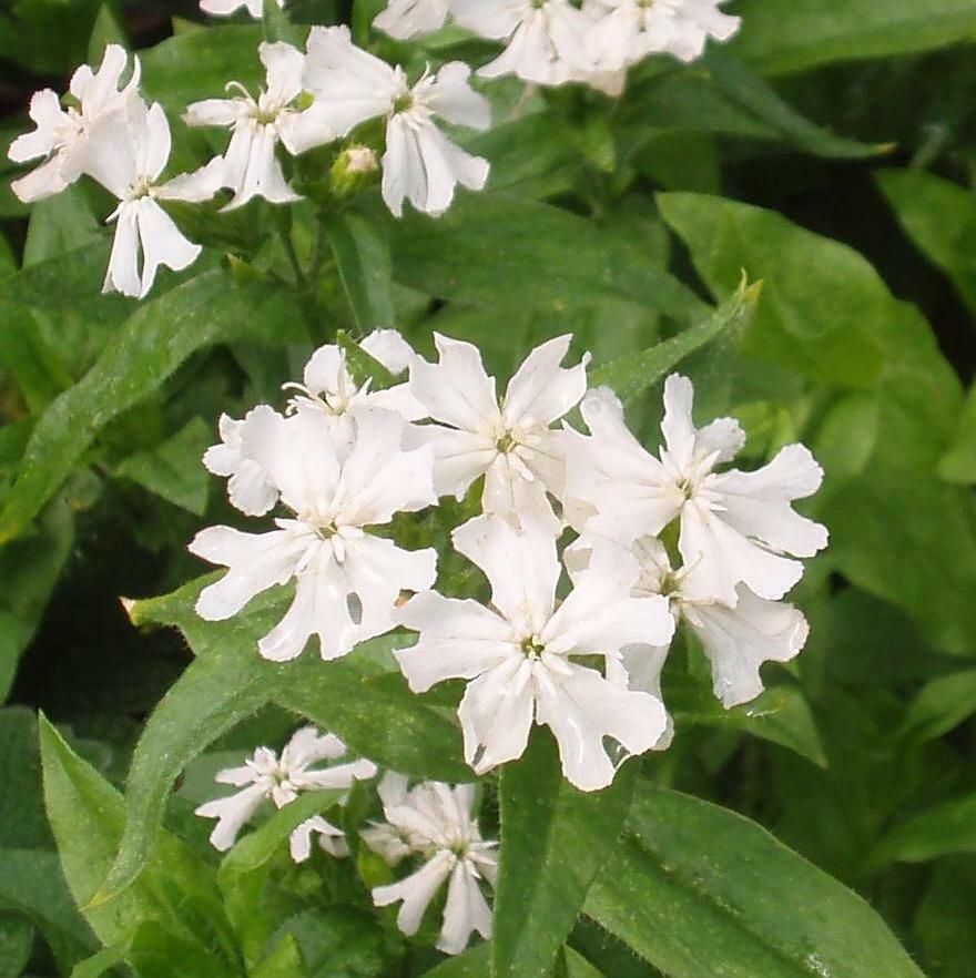 Palavarakkaus - Lychnis chalcedonica Rauhreif