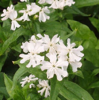 Palavarakkaus - Lychnis chalcedonica Rauhreif