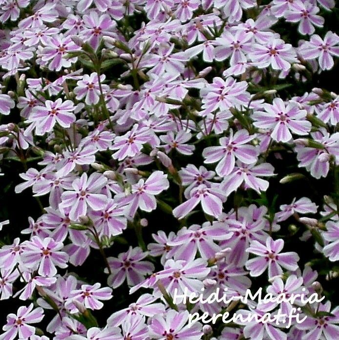 Sammalleimu  Phlox subulata Candy Sripe