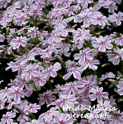 Sammalleimu  Phlox subulata Candy Sripe