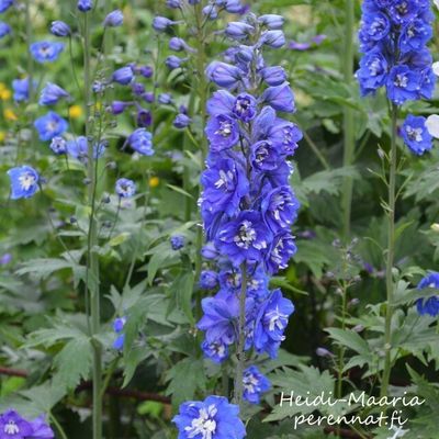 Jaloritarinkannus -  Delphinium pacific Magic  Dark Blue