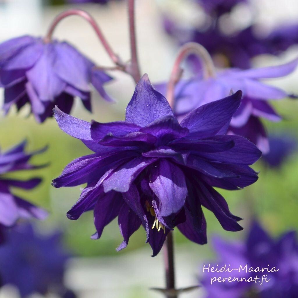 Jaloakileija   Aquilegia Blue Barlow