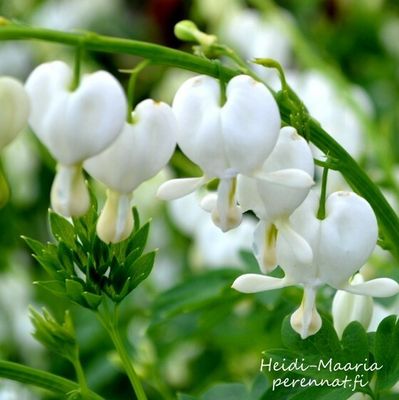 Särkynytsydän Lamprocapnos spectabilis Alba